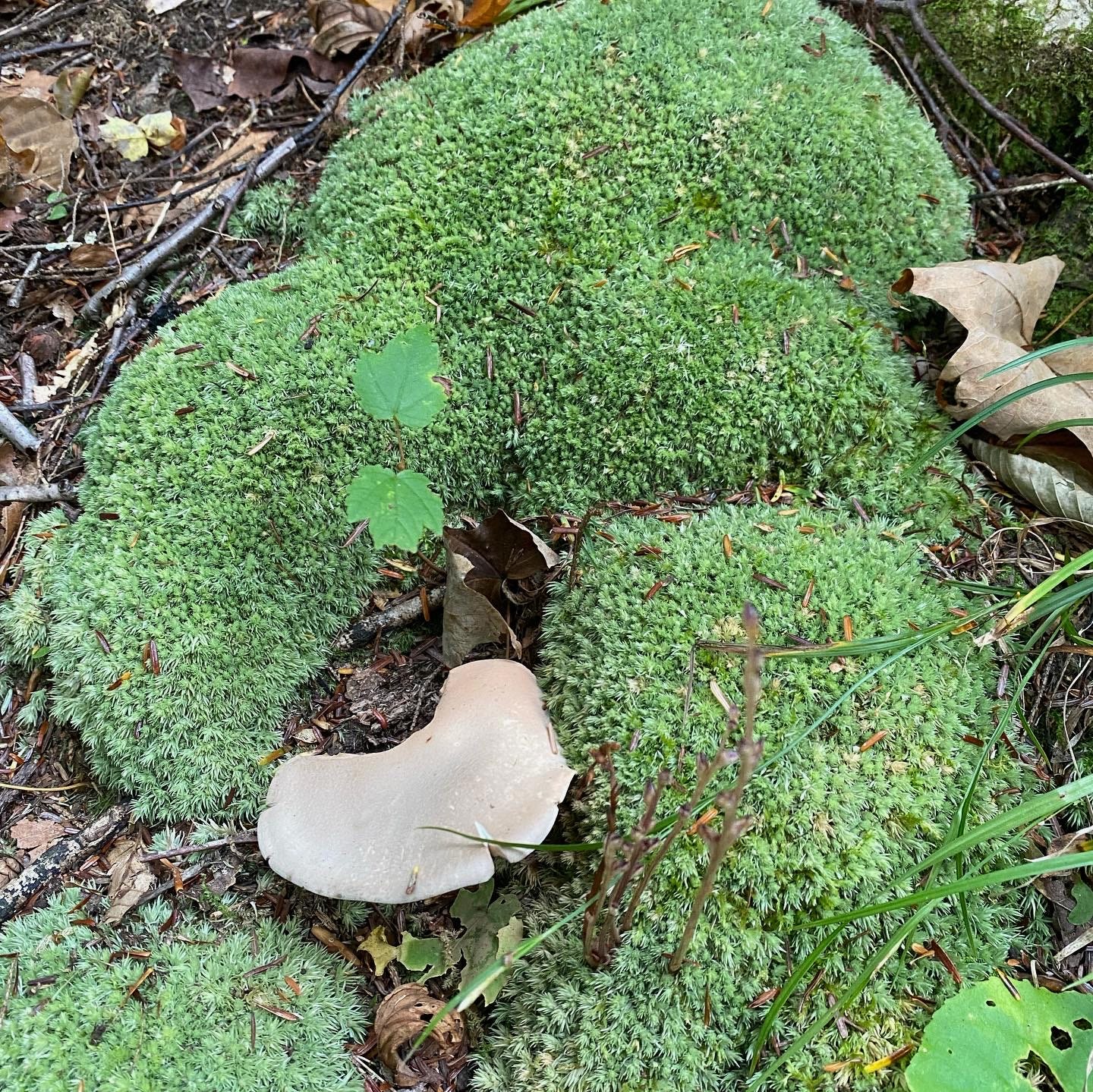 Closeup of pale green pincushion moss.