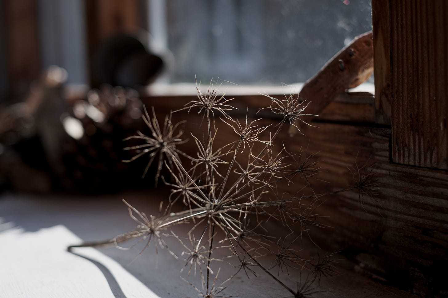 seed head on shelf in autumn sunshine