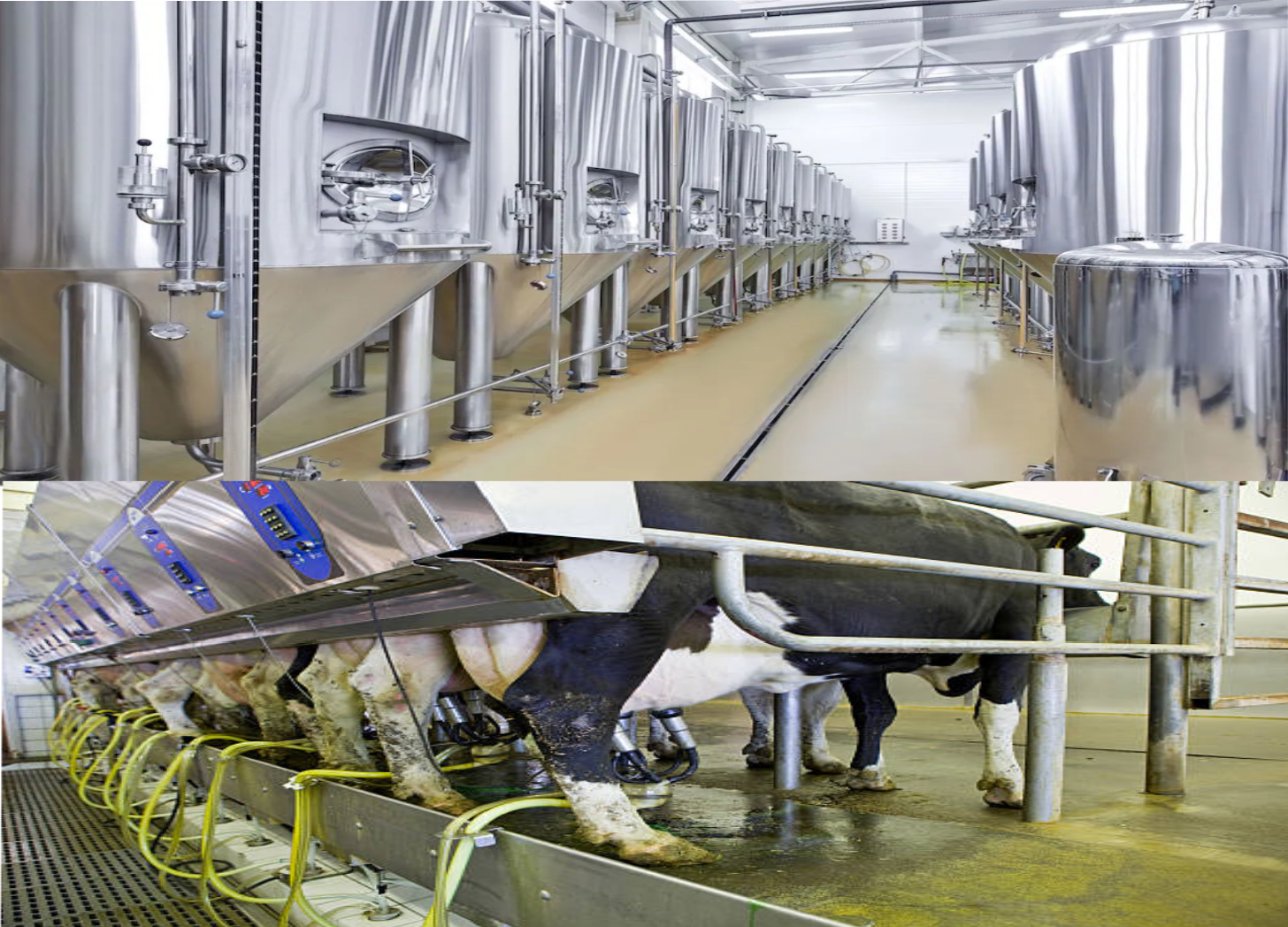 Two images comparing precision fermentation (sterile vats) and traditional dairy cow slavery (dirty and oppressive).