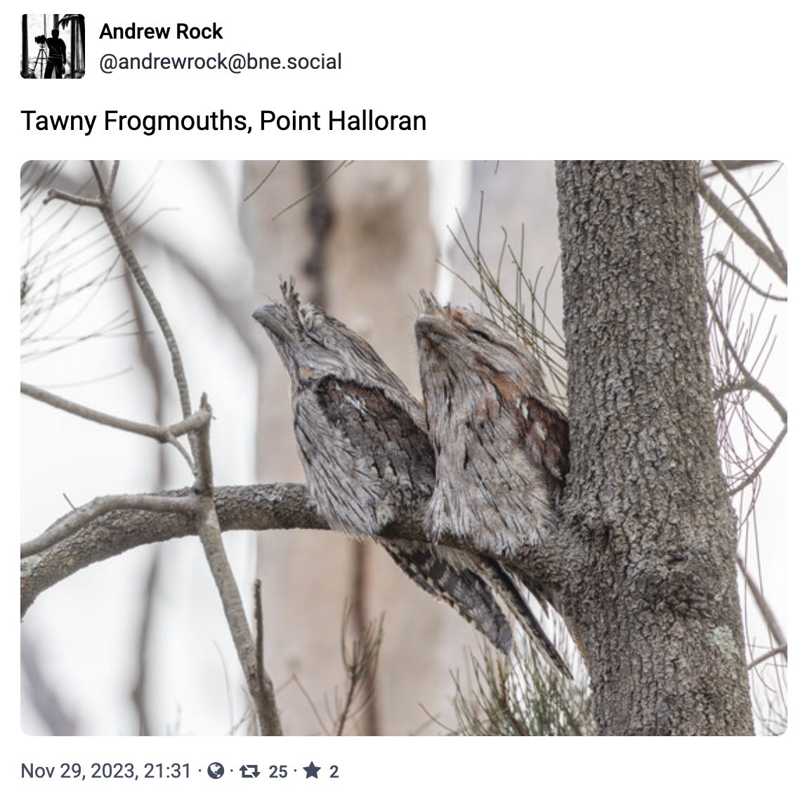 Tawny Frogmouths, Point Halloran