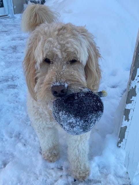 Beige goldendoodle on a snowy deck with a plush toy in his mouth. He’s got a bit of snow on is nose.