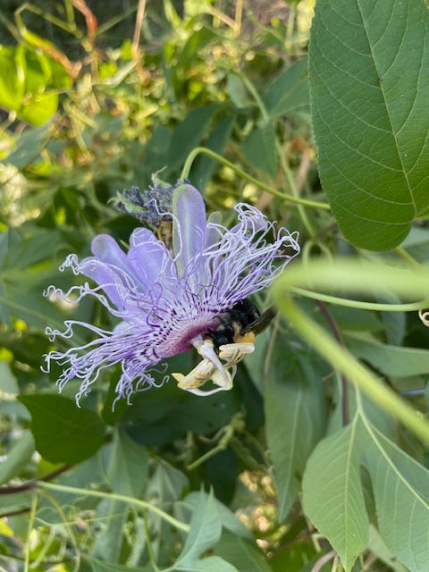 Side view of the flower, showing a bumble bee which brushes both the male anthers and the  female stigma openings. 