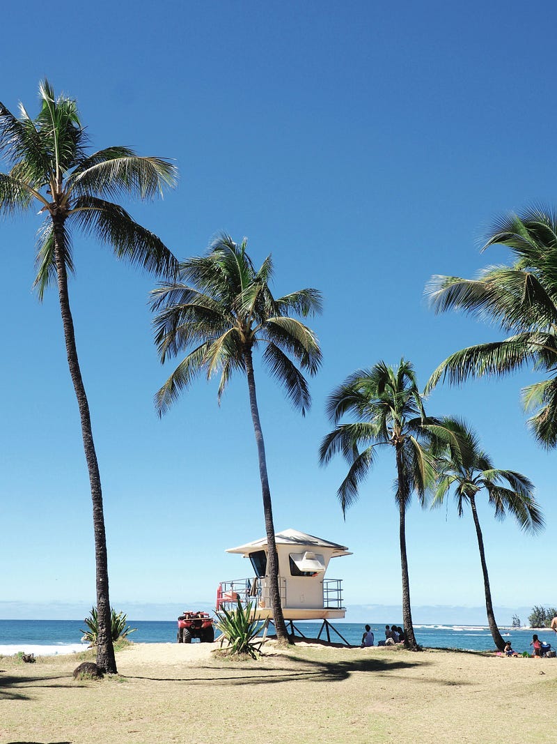 Palm tree scenery Palm tree scenery