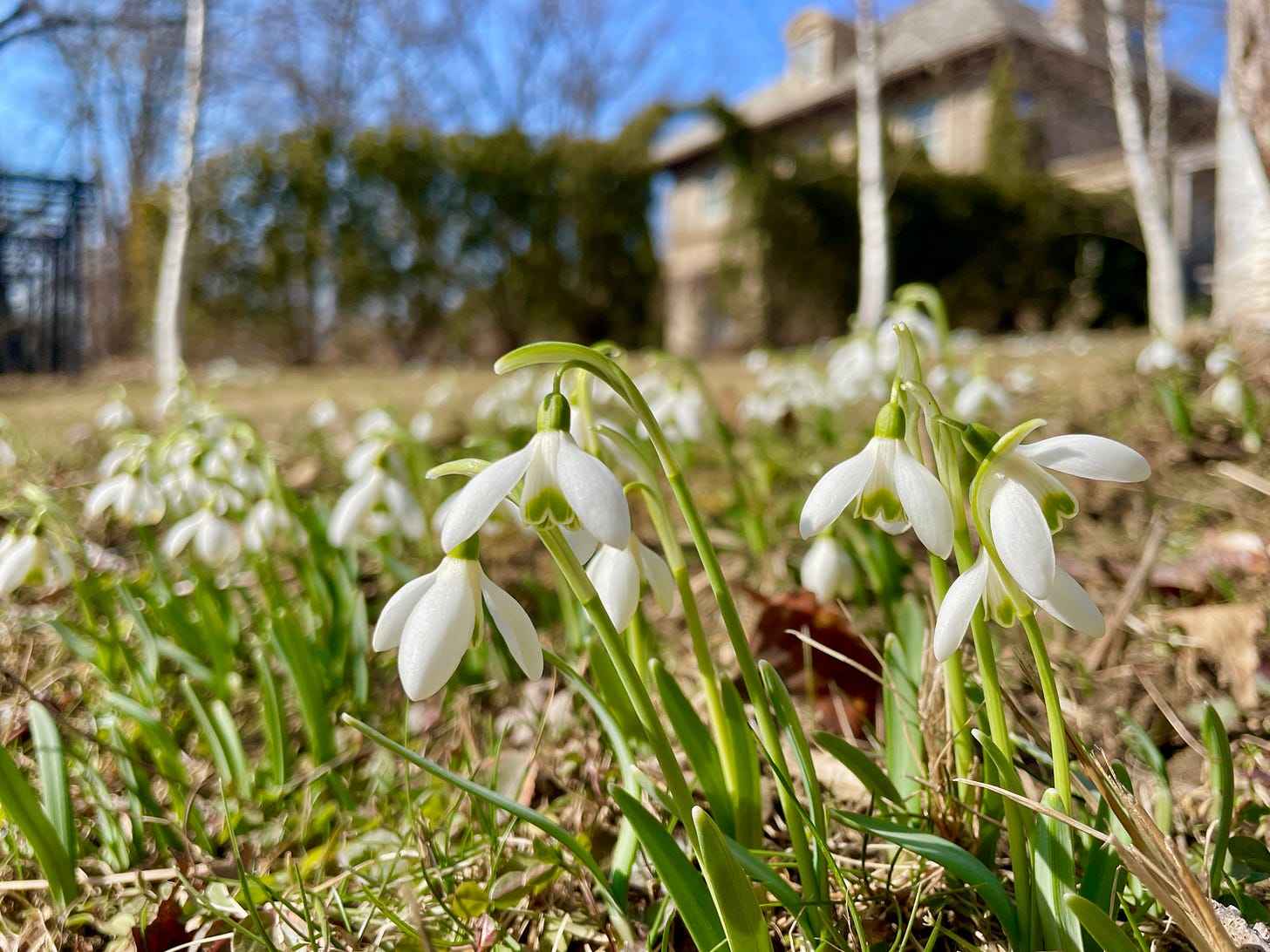 A little snowdrop that we found here at Havenwood when we came, which is likely Galanthus nivalis. We have called it ‘Havenwood’ informally just when giving it away to friends near and far. A little snowdrop that we found here at Havenwood when we came, which is likely Galanthus nivalis. We have called it ‘Havenwood’ informally just when giving it away to friends near and far.