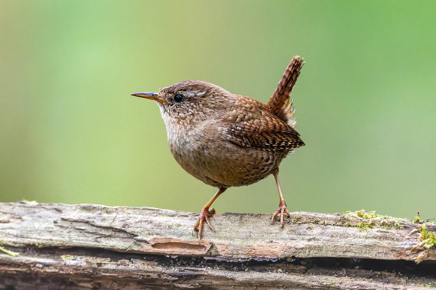 Small brown wren standing on a log with cocked tail against a diffuse green background