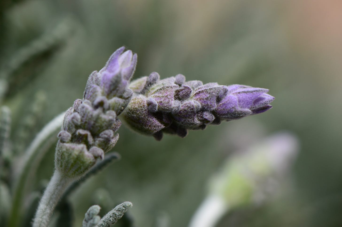 two lavender heads bend across the picture in pale gray, lavender, and sage green colors