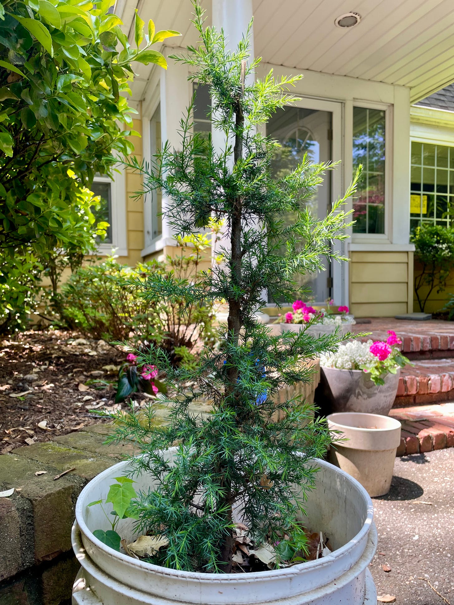 ID: Skinny Eastern red cedar tree in large white bucket with thick tufts of foliage