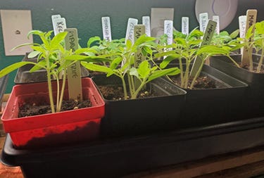 Tomato seedlings