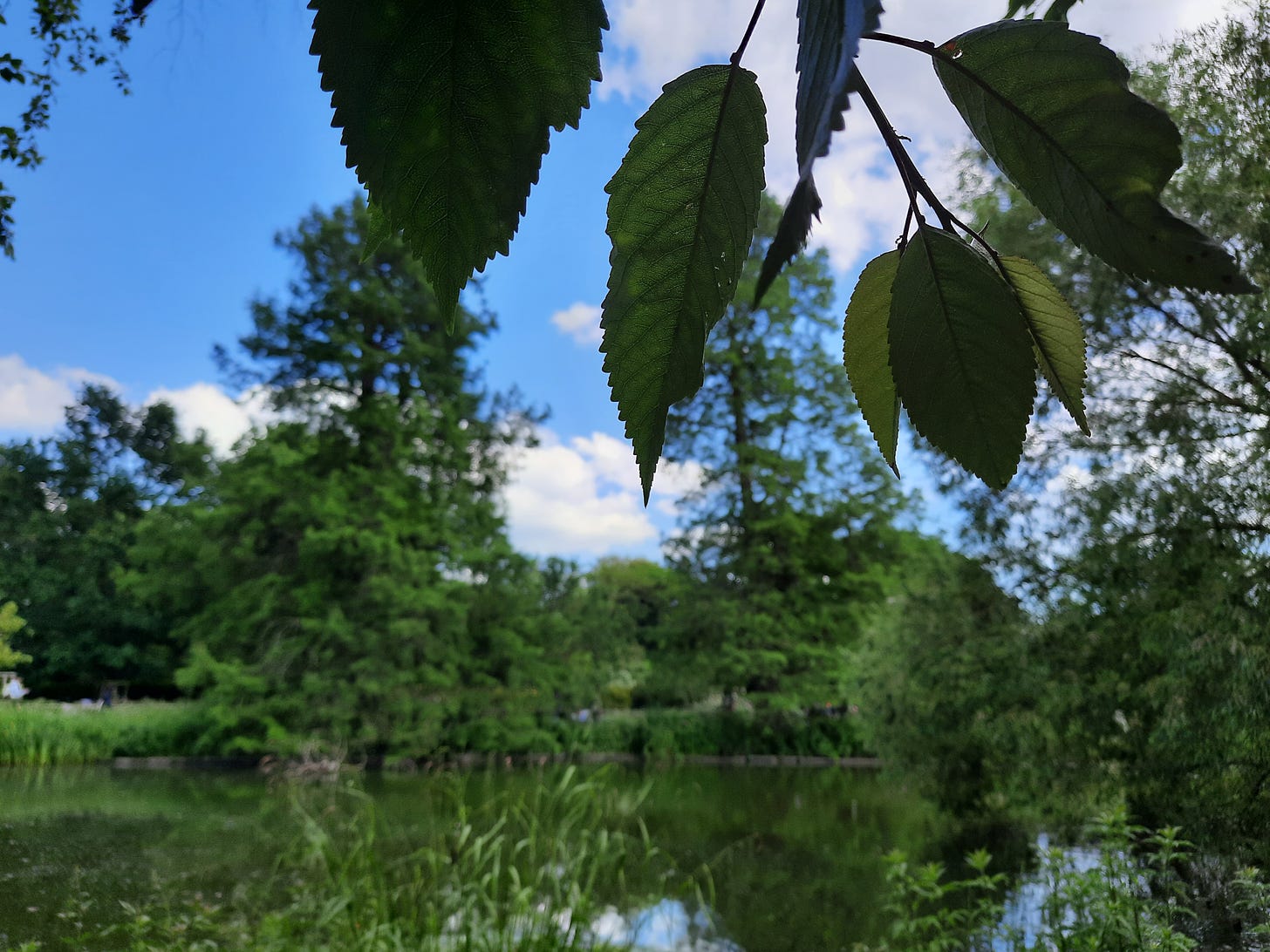 Green leaves on a backdrop of trees, pond and blue sky