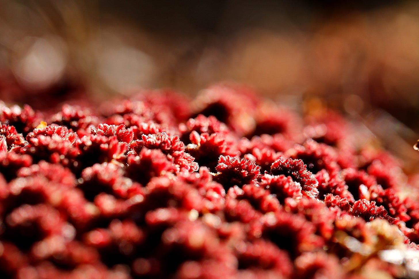 Macro image of wine red Sphagnum capillifolium hummock 
