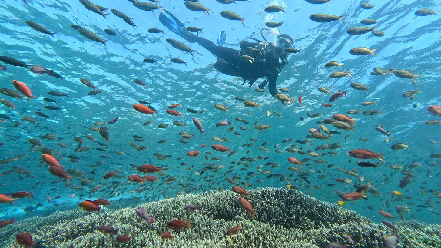a scuba diver swimming underwater above coral and small colorful fish