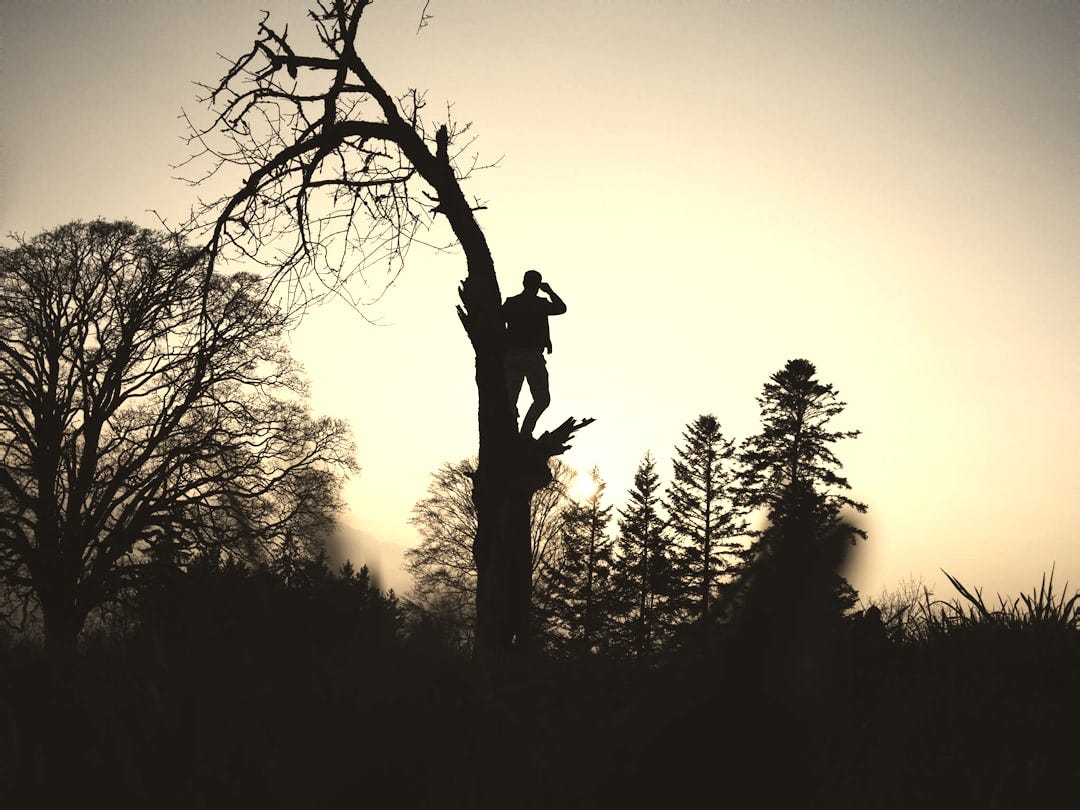 silhouette photography of person standing on leafless tree