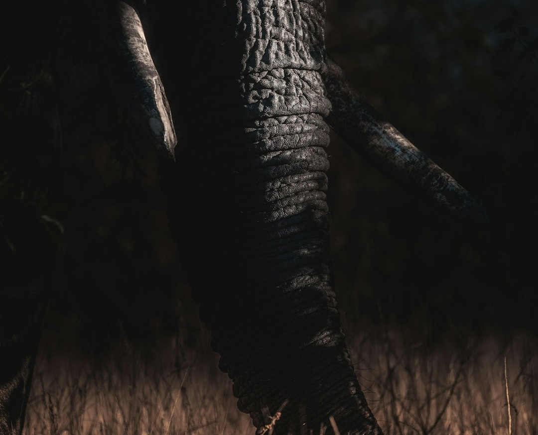 an elephant standing in a field of tall grass