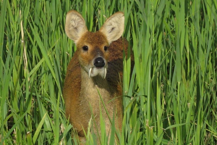 Chinese Water Deer - Norfolk Wildlife Trust