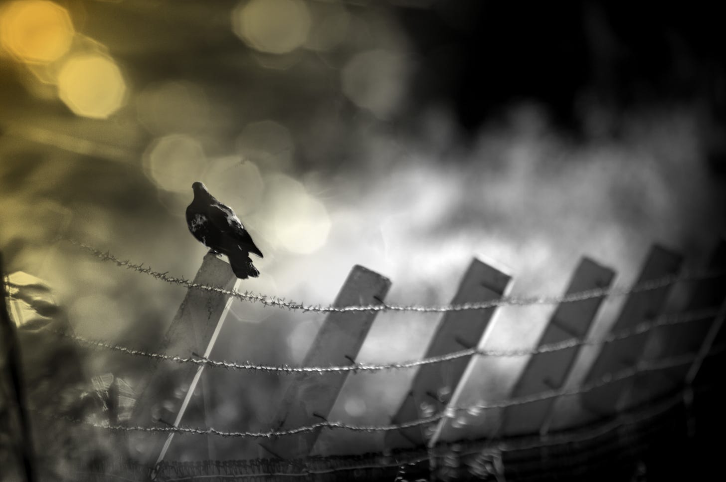 Black and white photo of a black bird sitting on a barbed wire fence, facing a yellow glow