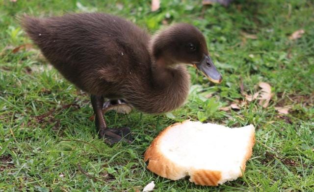 Feeding ducks bread: Viral sign sparks anger and confusion