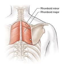 Trigger points in the rhomboids – Human Kinetics Trigger points in the rhomboids – Human Kinetics