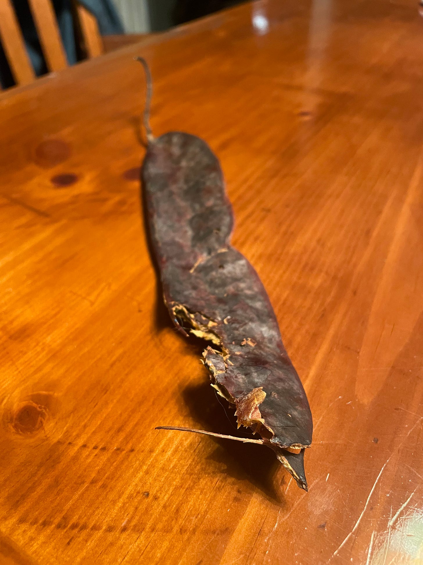 An old, brown honey locust pod with a nibble taken out.