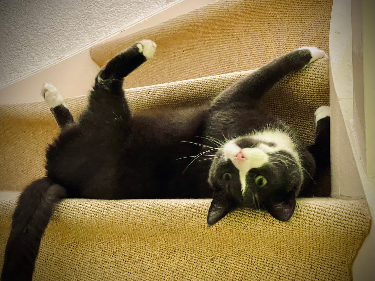 Monty, Sir Montgomery, a black and white cat with bright green eyes, playfully lying upside down on a carpeted staircase.