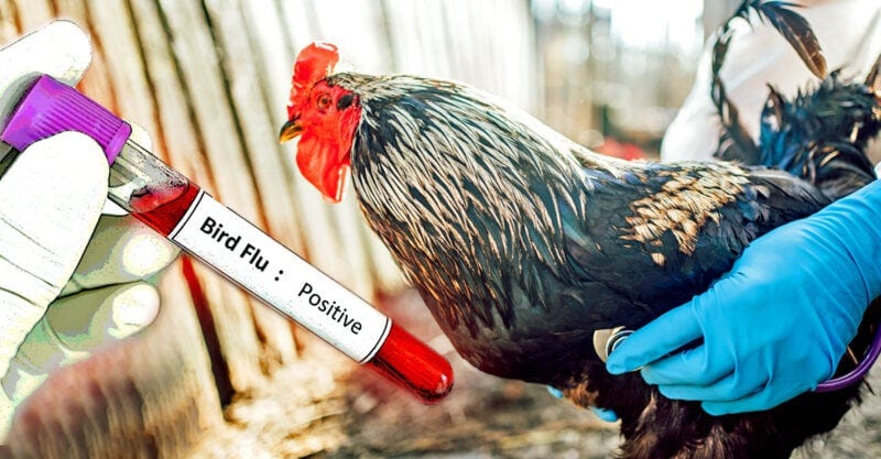 chicken and glove holding vial with words "bird flu: positive"