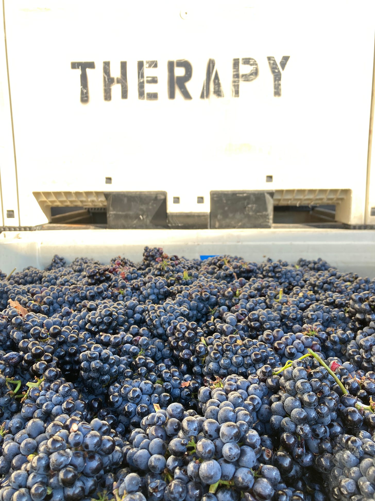 A half-ton picking bin brims with deep blue grapes destined for the production of red wine at Therapy Vineyard's in Canada's Okanagan Valley.