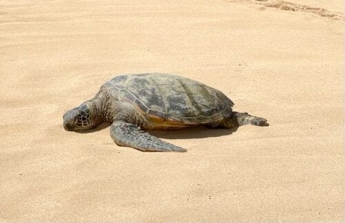 sea turtle in oahu