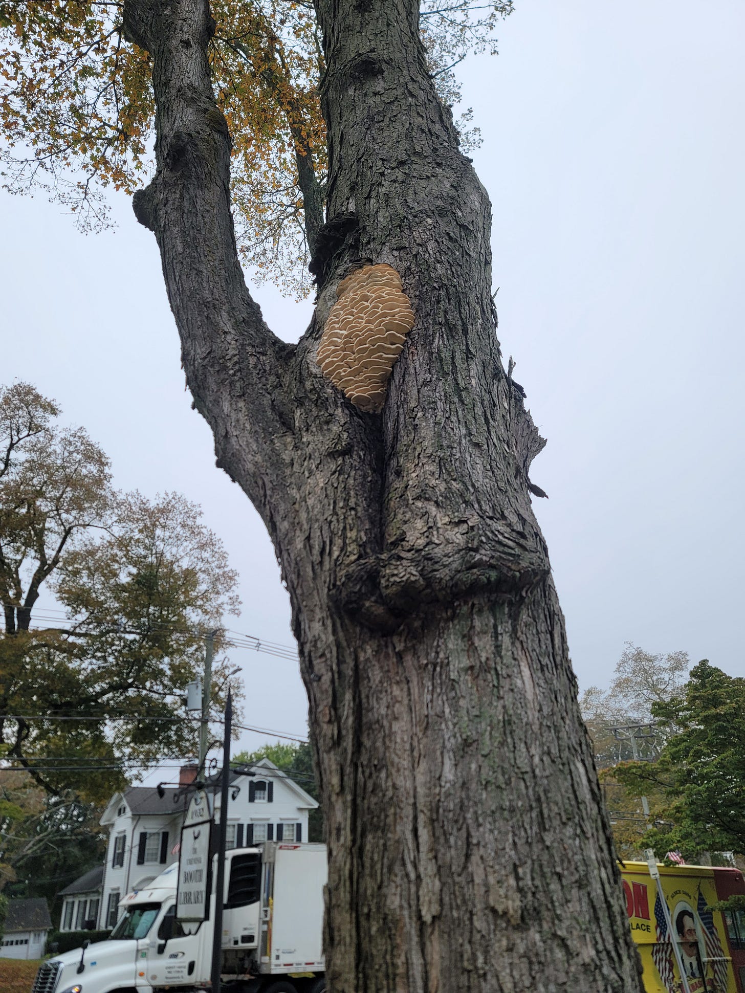 A tree towers above with yellow leaves and a parasitic fungus growing on its bark.