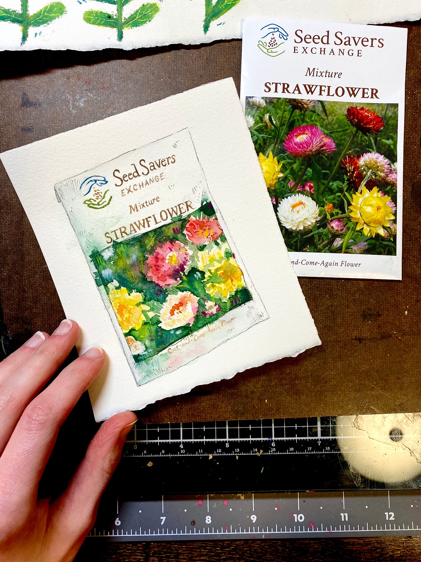 Photo of a mixed media study of a strawflower seed packet.
