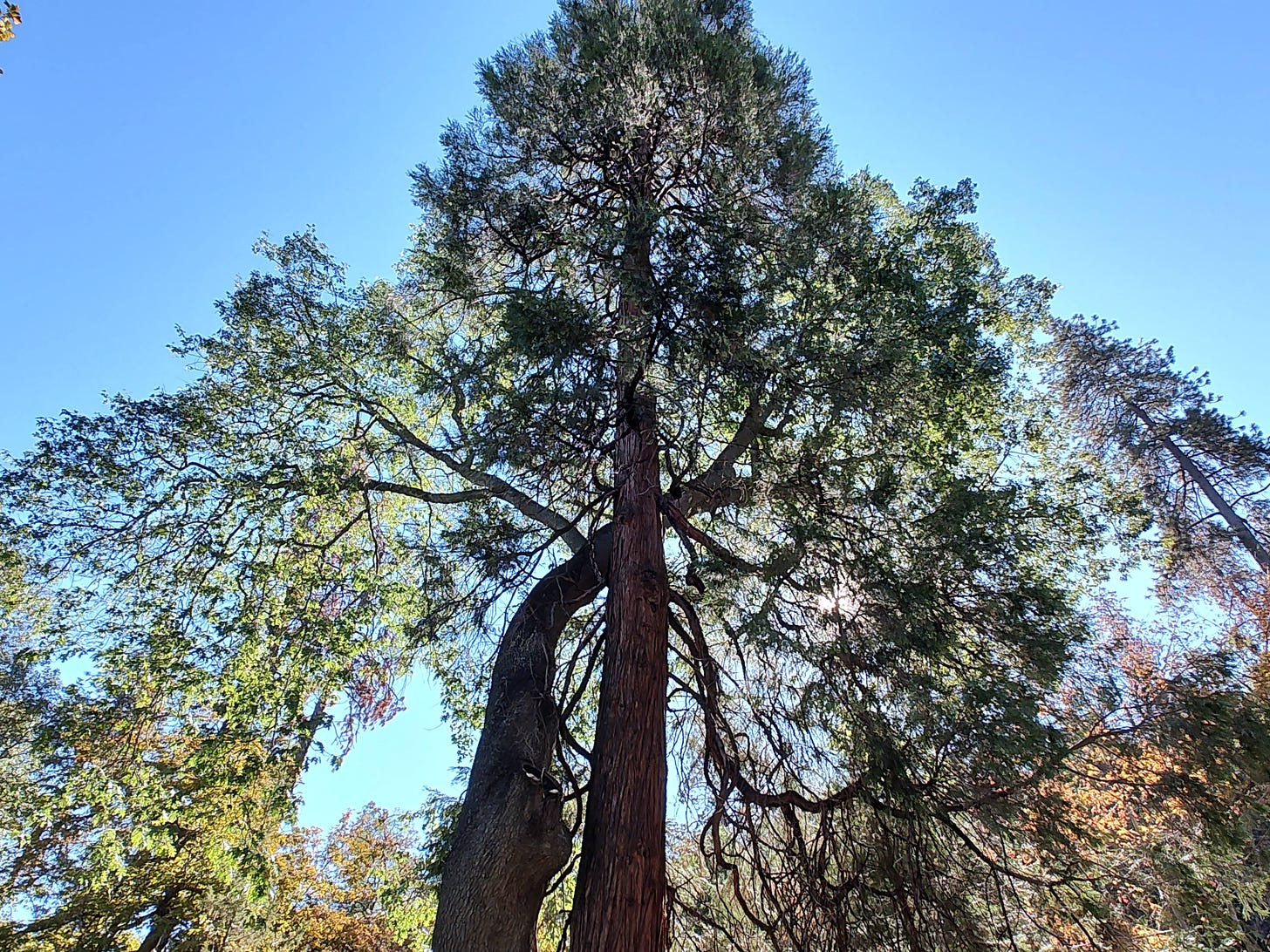 A large tree (evergreen) with another beside it, curving, backlit by sun, all against a blue sky