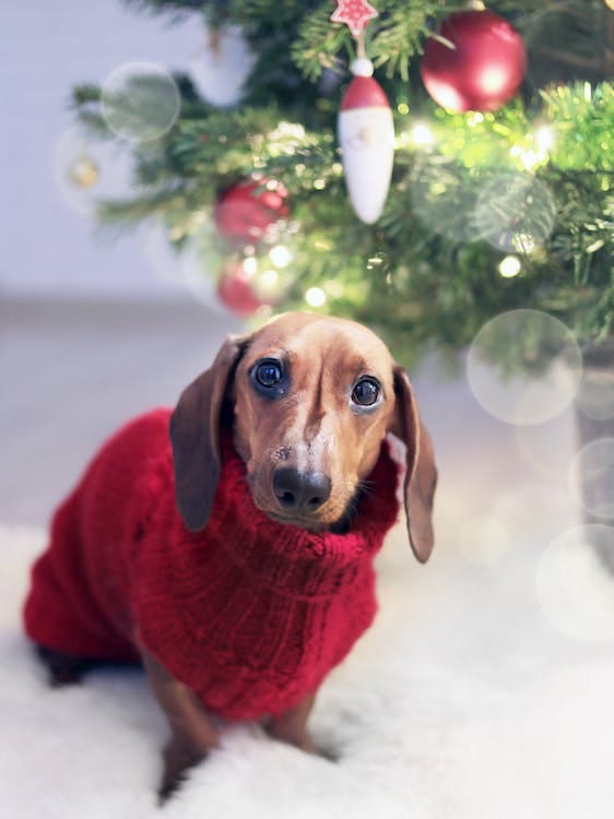 Free Dachshund Dog Wearing a Red Sweater Stock Photo