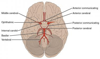 https://www.knowyourbody.net/wp-content/uploads/2018/01/Circle-of-Willis.jpg