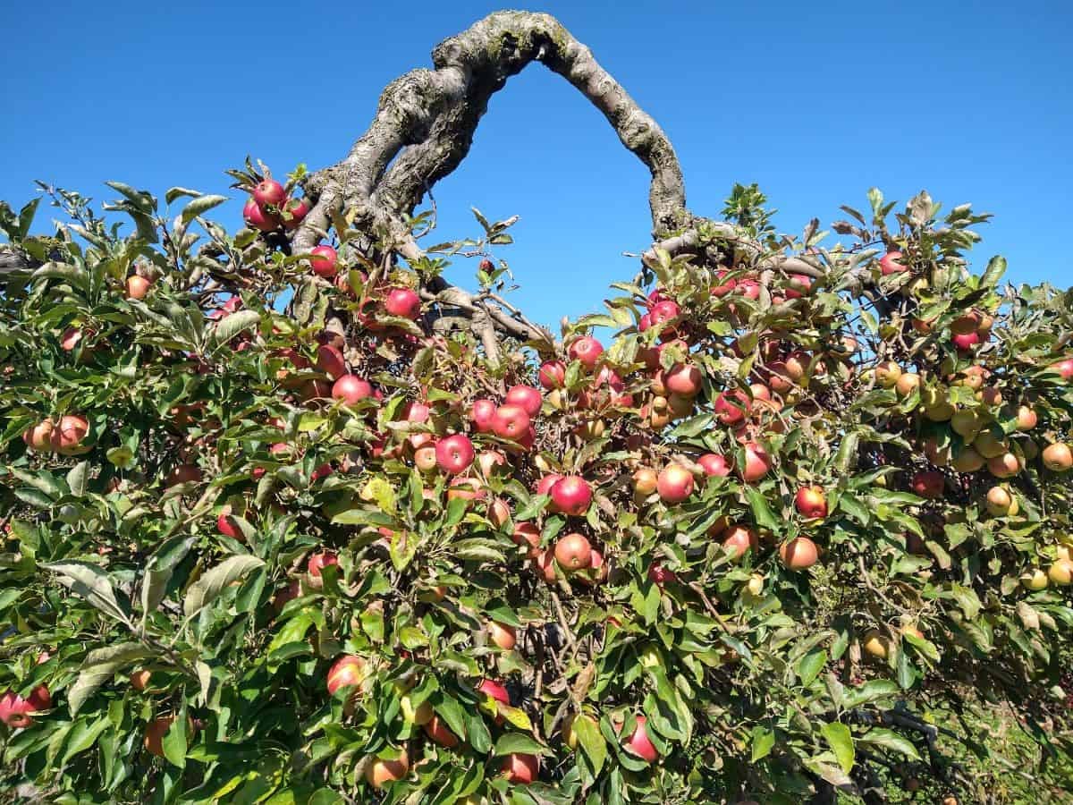 Ida Red apple tree in an orchard.