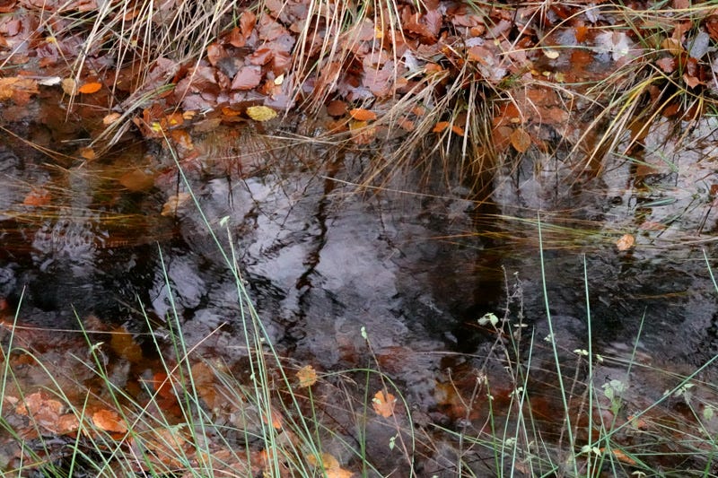 Water in a ditch flows darkly between fringing rushes and fallen leaves