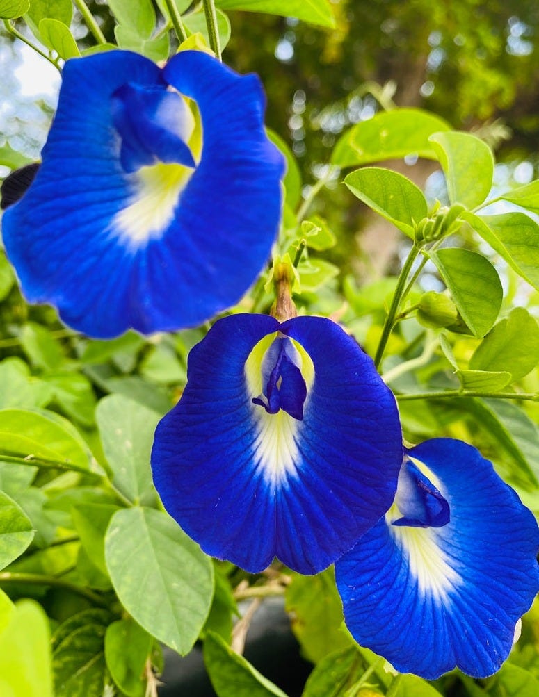 Butterfly Pea Plant (Clitoria ternatea)