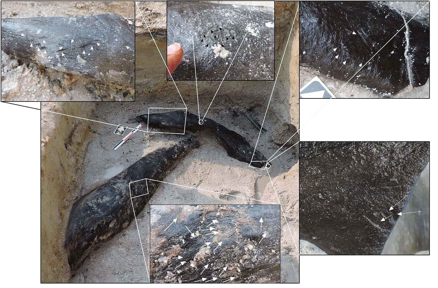 An image of the two dark-colored logs overlapping each other, with five insets. Each inset is a closeup of marks made on a log, indicated with arrows. An image of the two dark-colored logs overlapping each other, with five insets. Each inset is a closeup of marks made on a log, indicated with arrows.