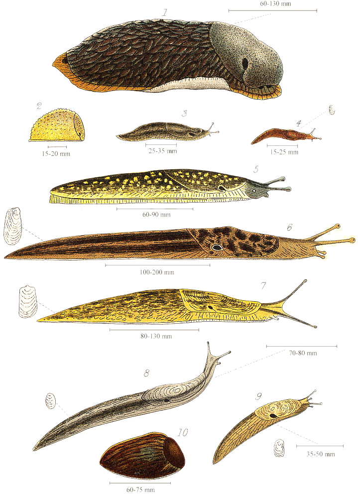 A vintage scientific illustration of ten different slug species, each labeled and accompanied by size measurements in millimeters. The slugs vary in size from 15 mm to 200 mm and are depicted with detailed, color-rendered views showcasing their unique physical characteristics