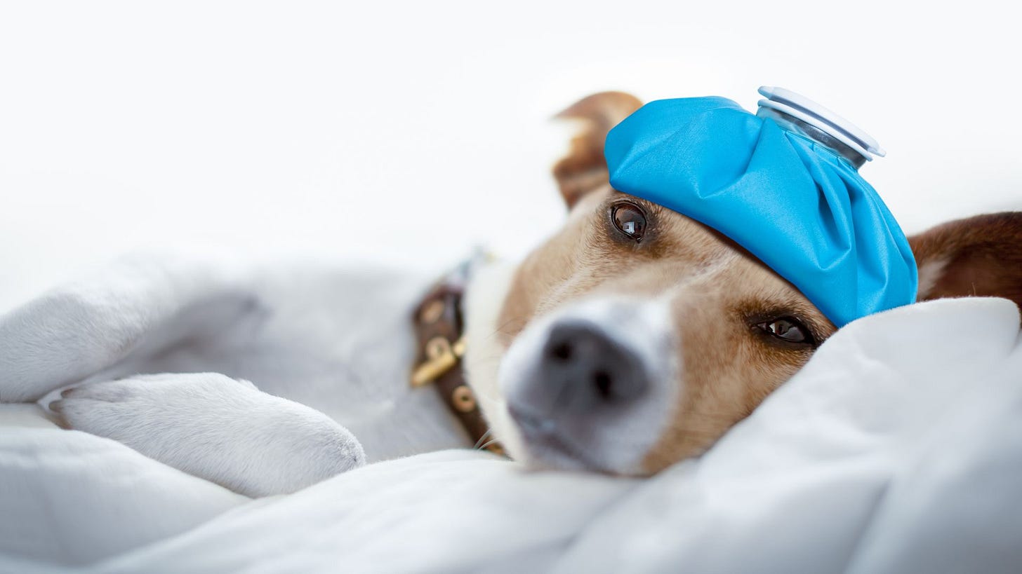 Photo of Jack Russell terrier looking at camera. Dog lying on it's side. White body, tan masked face and blue icepack on its head.