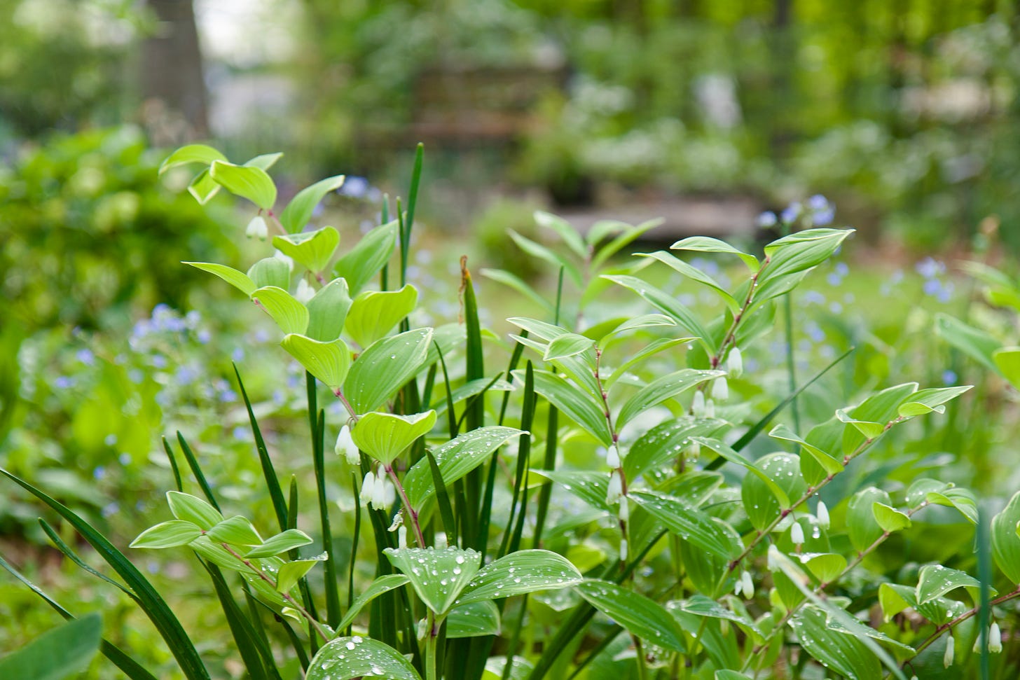 Variegated Solomon’ Seal and Brunnera ‘Jack Frost’ in the Spring bed, flowering after the Snakehead fritillaries and pink primroses of April finished up. 