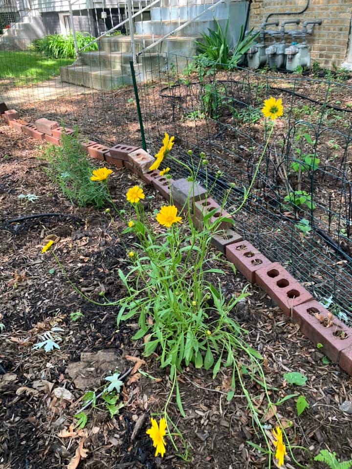 yellow flowers on long stems enclosed in a fenced area with bricks supporting the base of the fence. the ground is mostly mulch. 