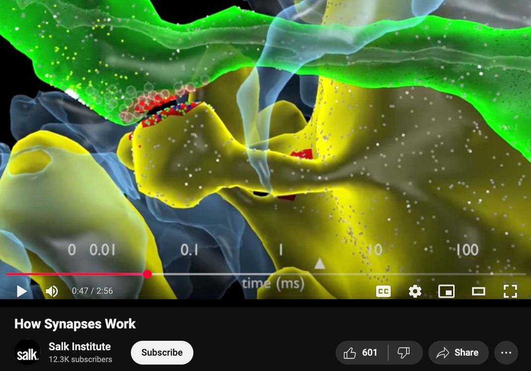 May be an image of x-ray, map and text that says "00.01 0.01 0.1 0:47 0:47/2:56 2:56 How Synapses Work time time(ms) (ms) 100 salk CC Salk Institute 12 K subscribers Subscribe ሆገ 601 Share"