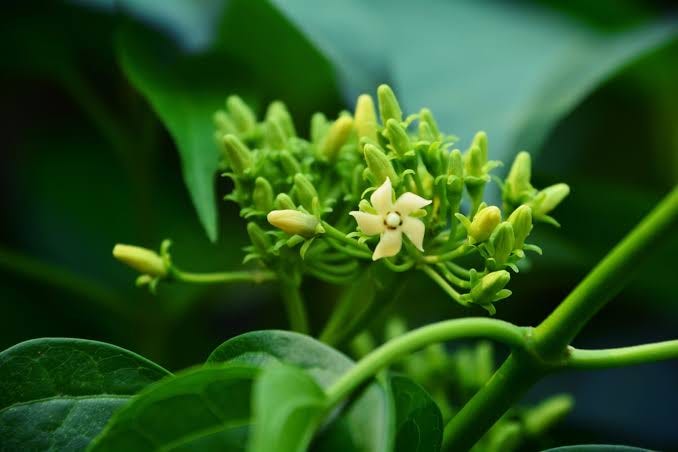 Uso da Gymnema sylvestre no controle da glicemia - Nutritotal PRO