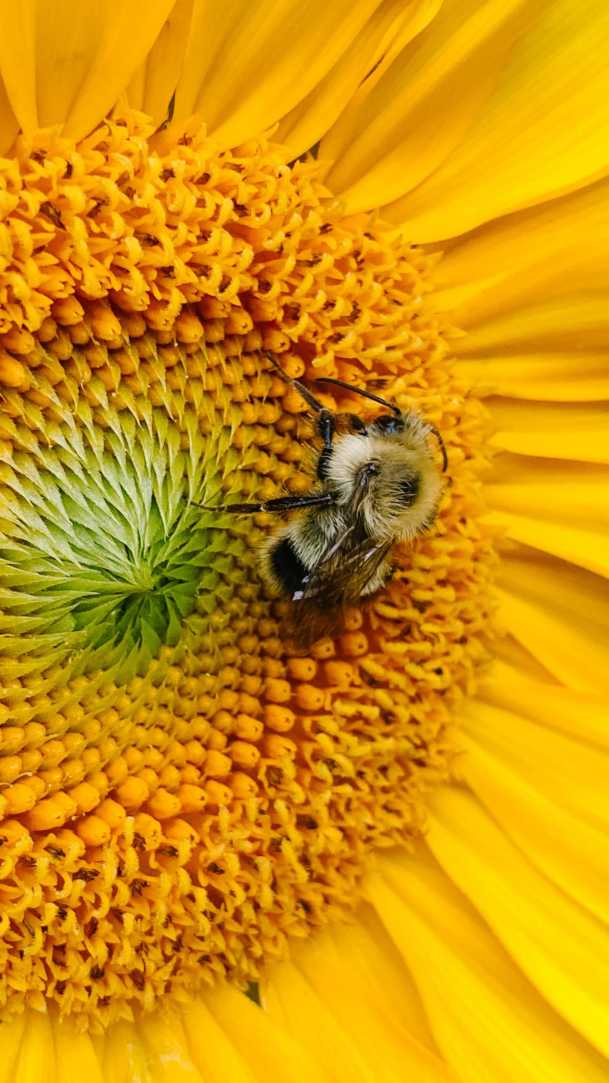 a bee nestled on a sunflower