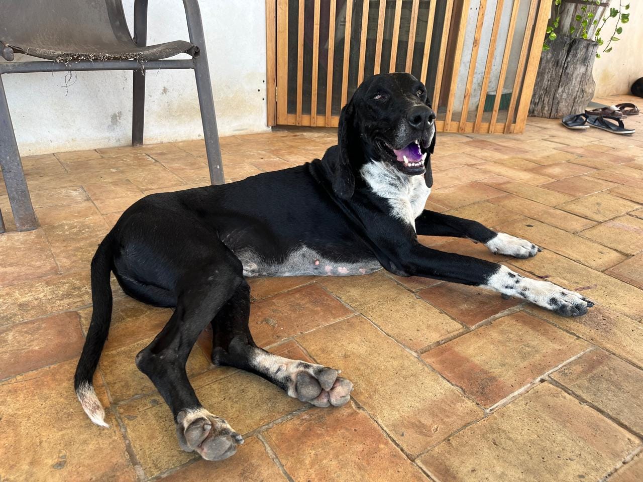 A hound with white paws and a white chest looks at the camera while sitting on a brick patio.