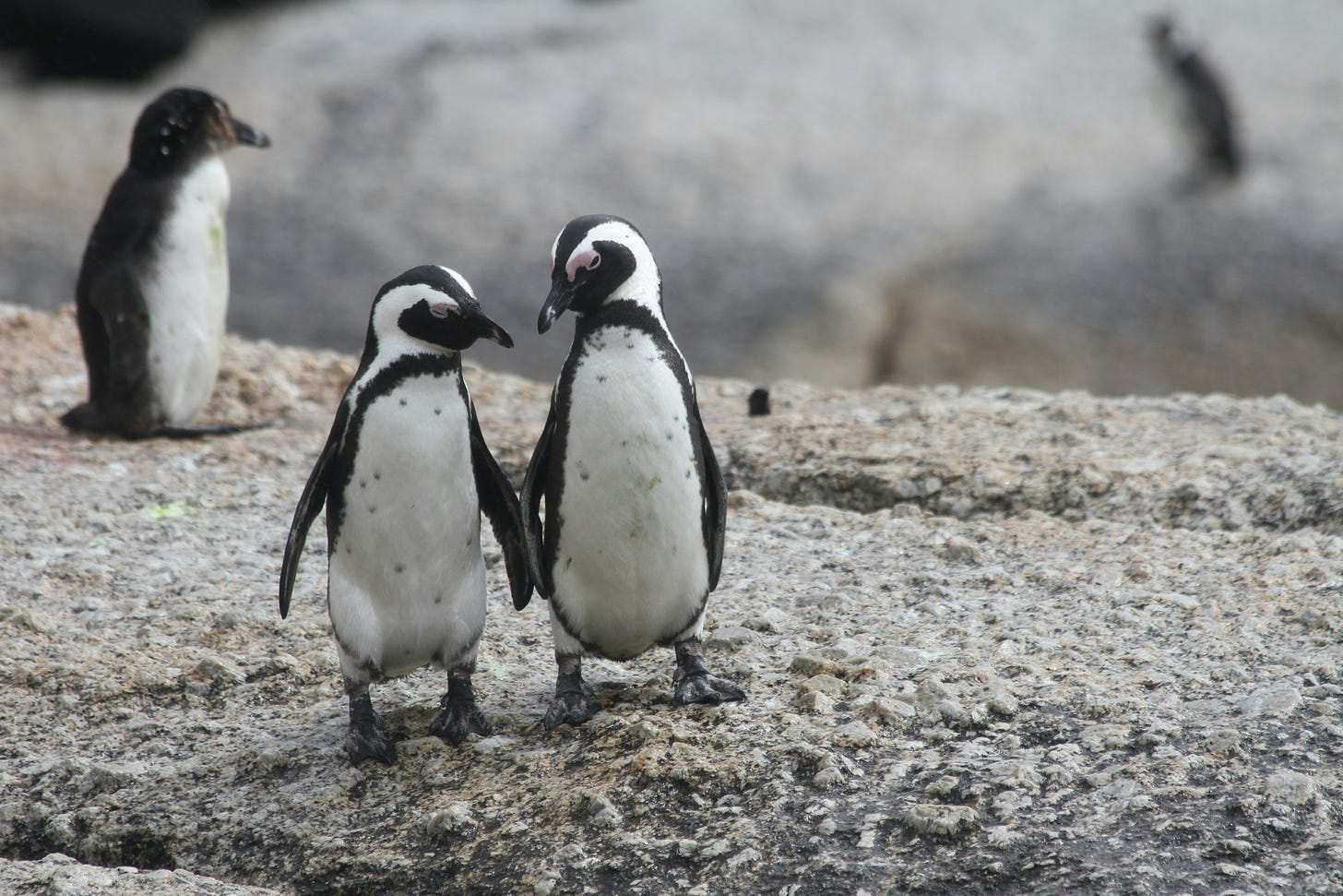 two penguins holding hands