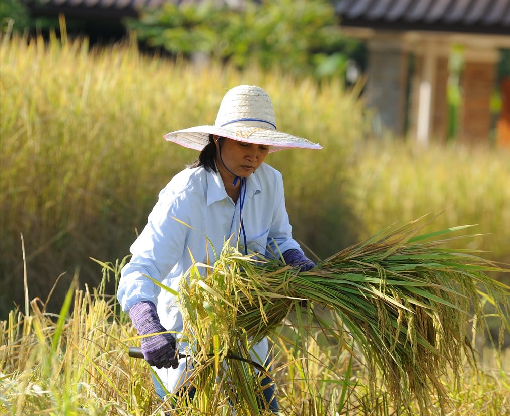 A person in a hat harvesting rice

Description automatically generated