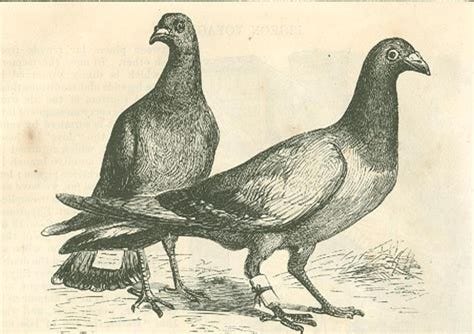 Ink drawing of 2 pigeons, one with message wrapped on leg and tied