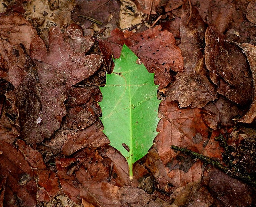green leaf on brown dried leaves green leaf on brown dried leaves