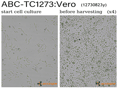 vero cell line
