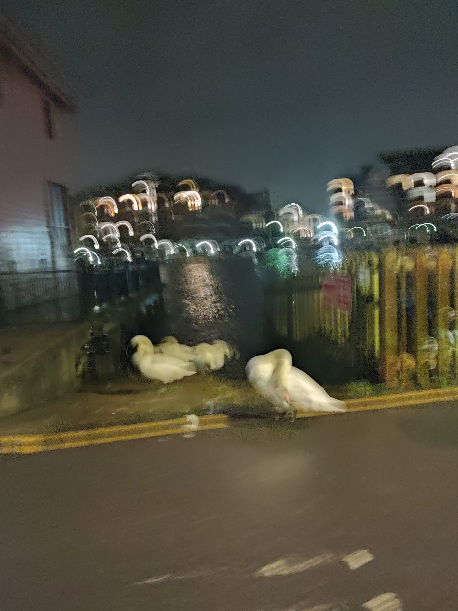 A very blurry picture of swans standing by the Thames,  out of the water over the weekend of Storm Bert, on a dark, rainswept evening at Kingston Upon Thames, November 2024