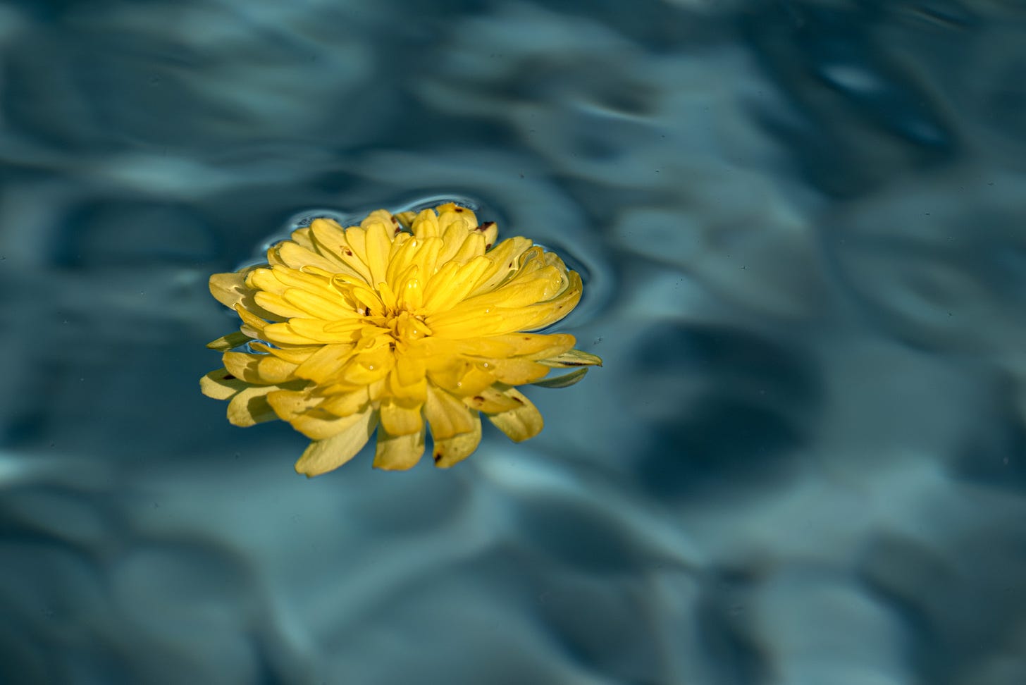 Fading © Kathryn LeRoy	 A yellow Zinnia blossom floats in a ripple of blue water